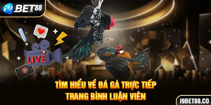 Tìm hiểu về đá gà trực tiếp trang bình luận viên