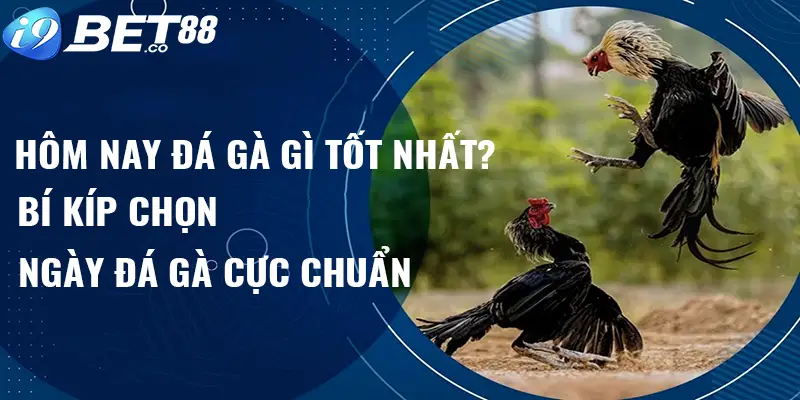 hôm nay đá gà gì tốt nhất i9bet