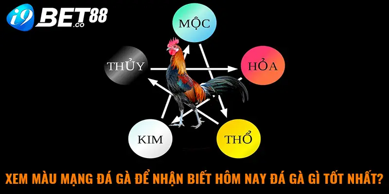 Xem màu mạng đá gà để nhận biết hôm nay đá gà gì tốt nhất?